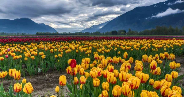 What Most Travel Agents Don’t Tell You About Kashmir Itineraries